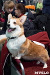 Выставка собак в Туле 26.01, Фото: 2