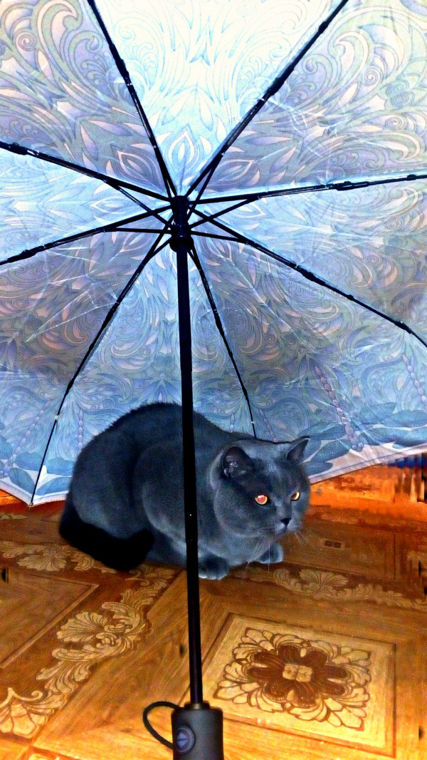 Не осень,но под зонтом...