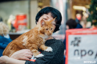 Выставка кошек "Конфетти", Фото: 5
