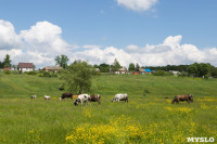 Коровы, свиньи и горы навоза в деревне Кукуй: Роспотреб требует запрета деятельности токсичной фермы, Фото: 30