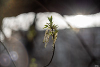Аномальное цветение апреля: в Туле уже распустилась черемуха, Фото: 4