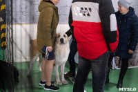 Выставка собак в Туле 24.11, Фото: 83