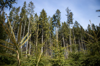 посадка деревьев в Ясной Поляне, Фото: 25