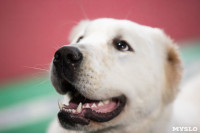 Выставка собак в Туле, Фото: 216