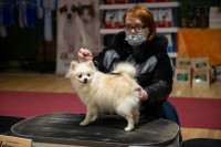 В Туле прошла выставка собак всех пород, Фото: 112