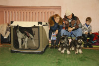 В Туле прошла всероссийская выставка собак, Фото: 46