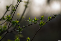 Аномальное цветение апреля: в Туле уже распустилась черемуха, Фото: 17
