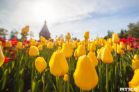 Тюльпаны в Туле, Фото: 18