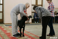 В Туле прошла Всероссийская выставка собак всех пород, Фото: 12