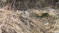 Поселок Славный в Тульской области зарастает мусором, Фото: 24