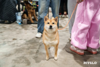 Сиба-ину, шпицы и алабаи: в Туле состоялась выставка собак, Фото: 25