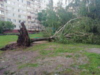 Поваленные деревья на ул. Пузакова, Фото: 6