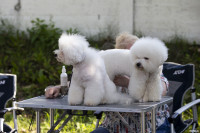 В Туле прошла выставка собак всех пород: фоторепортаж, Фото: 31