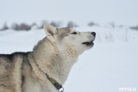 Праздник северных собак на Куликовом поле , Фото: 23