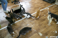 Кошки из адской квартиры, Фото: 27