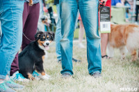 Всероссийская выставка собак в Туле, Фото: 108