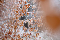 Тульский ноябрь, Фото: 3