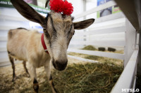 Выставка коз в Туле, Фото: 3
