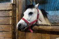 А пони тоже кони: 9-летняя тулячка – числе лучших в конном спорте по выездке, Фото: 9