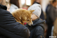 Выставка собак в Туле 29.02, Фото: 22
