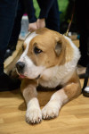 В Туле прошла выставка собак всех пород, Фото: 33