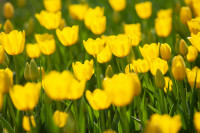 В Туле расцвели тюльпаны, Фото: 7