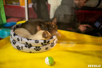 Пряничные кошки, Фото: 34