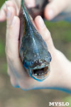Рыбка с "человеческими" зубами в тульском экзотариуме, Фото: 8