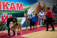В Туле прошла выставка собак всех пород, Фото: 18