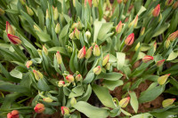 Как выращивают тюльпаны, Фото: 12