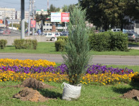 Высадка деревьев и растений ко Дню города, Фото: 1