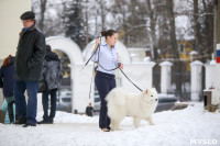В Туле прошла Всероссийская выставка собак, Фото: 29