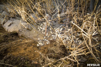 В реке Чернь погибла рыба, Фото: 8