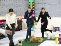 Выставка собак в Туле 14.04.19, Фото: 8