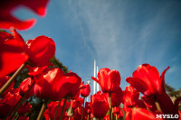 Тюльпаны в Туле, Фото: 54
