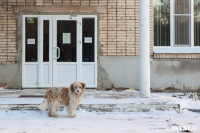 Дворняги, дворяне, двор-терьеры: 50 фото самых потрясающих уличных собак, Фото: 15