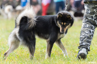 Выставка охотничьих собак в Туле, Фото: 108