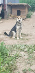 Читатели Myslo поделились фотографиями собак, Фото: 8