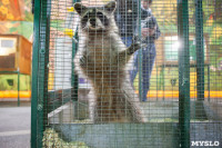 Передвижной зоопарк в Туле, Фото: 13