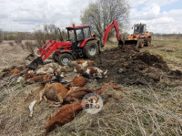 Чернский район, умерли 150 коров, Фото: 5