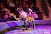 "Тайна пирата" в Тульском цирке, Фото: 42