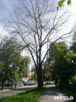 «Сушняк-2019 Тула». Городской хит-парад засохших деревьев, Фото: 21
