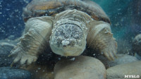 Черепахи в экзотариуме, Фото: 52