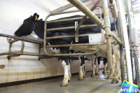 Конкурс профессионального мастерства среди операторов машинного доения коров, Фото: 31
