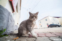 Коты и кошки в Туле, Фото: 19
