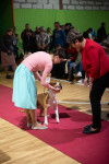 В Туле прошла выставка собак всех пород, Фото: 141