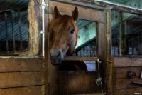 А пони тоже кони: 9-летняя тулячка – числе лучших в конном спорте по выездке, Фото: 7
