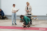 Сиба-ину, шпицы и алабаи: в Туле состоялась выставка собак, Фото: 42