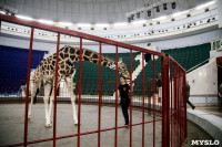 Цирк больших зверей в Туле: милый жираф Багир готов целовать и удивлять зрителей, Фото: 7