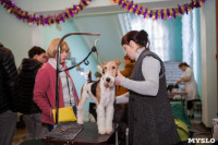 Выставка собак в Туле, 29.11.2015, Фото: 54